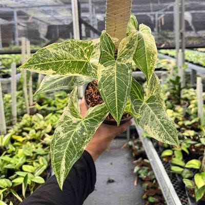 Syngonium Batik Variegated