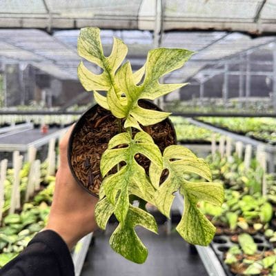Rhaphidophora Tetrasperma White Monster