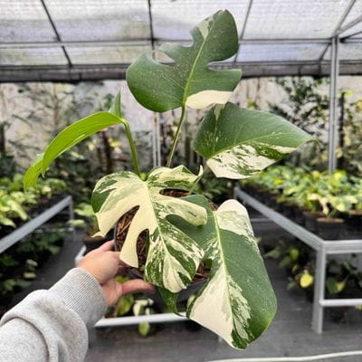 Monstera Albo Variegated