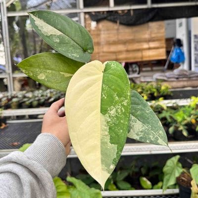 Syngonium Chiapense Variegated