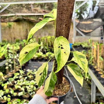 Monstera Laniata Variegated (Mature Leaves)