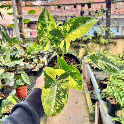 Syngonium Scrambled Eggs Variegated