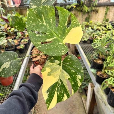 Monstera Thai Constellation Mutations