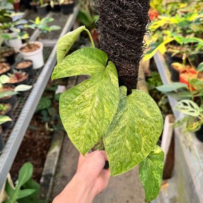 Amydirum Medium Mint
