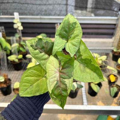 Syngonium Brown Lava