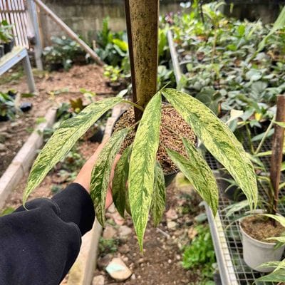 Rhaphidophora Megasperma Superstar