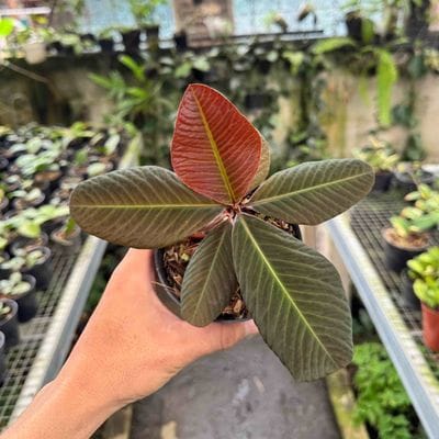 Labisia SP Jangkang