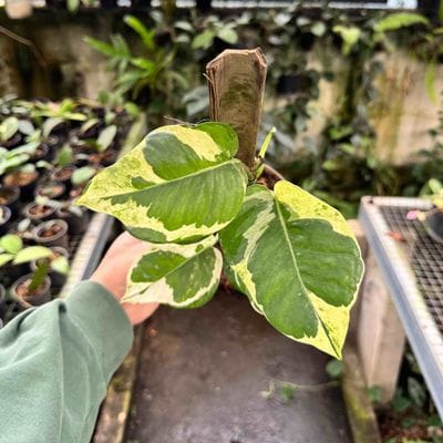 Epipremnum Enjoy Big Leaves