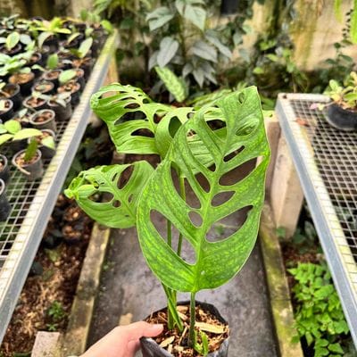 Monstera Esqueleto