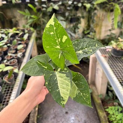 Syngonium Galaxy Panda