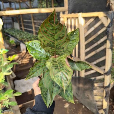 Aglaonema Red Army Tricolor