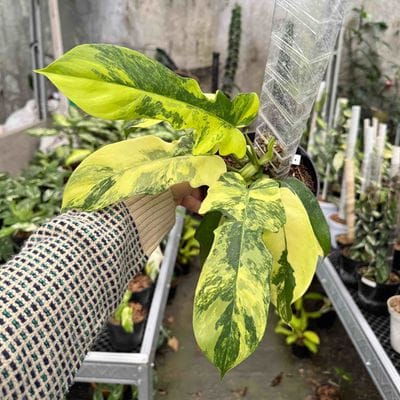 Philodendron Florida Beauty x Distantilobum Variegated
