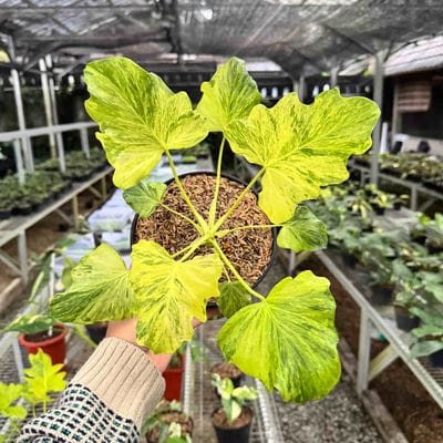 Thaumatophyllum Nogo Geni Variegated