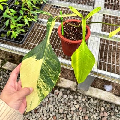 Philodendron Joepii Variegated