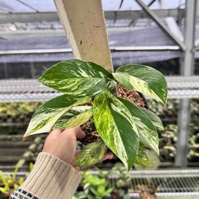 Rhaphidophora Elliptifolia Tricolor