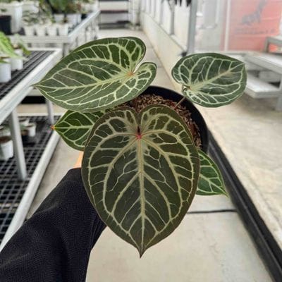 Anthurium Red Tiger (Best Choice)