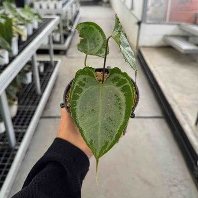Anthurium Boogie Mutations (Best Choice)