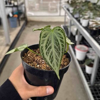 Anthurium Silver Chrome Mutations (Selected characters)