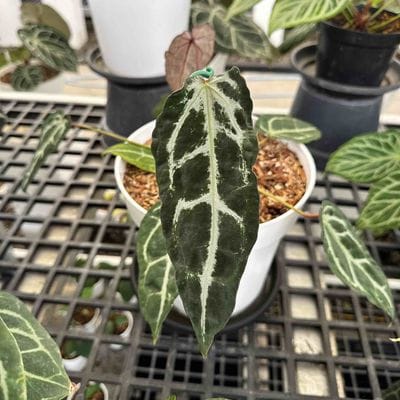 Anthurium Zara Michelle (Top Characters)