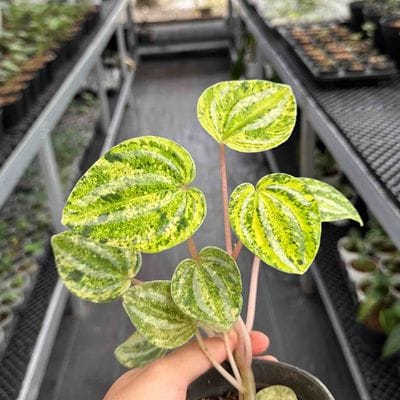 Peperomia Caperata Belimbing (Verschaffeltii)