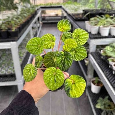 Peperomia Caperata Variegated Aurea