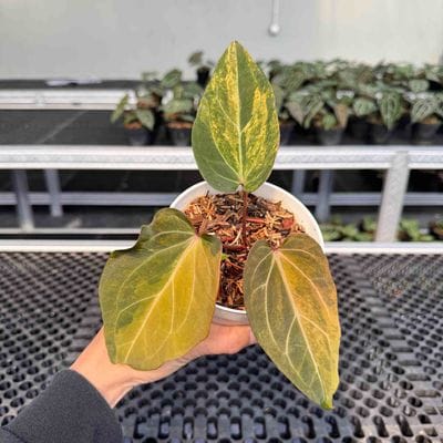 Anthurium Michelle Variegated