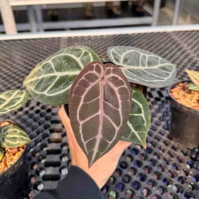 Anthurium King Of Spades HU x Red Crystallinum x Michelle