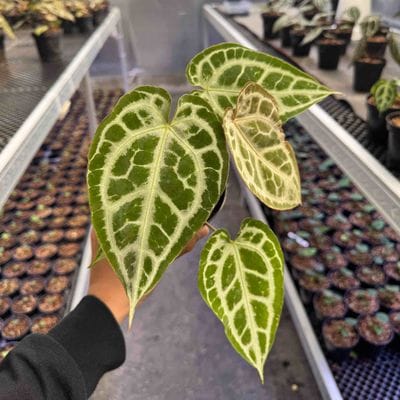 Anthurium Muchlis x Red Crystallinum (Top Characters)