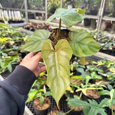 Philodendron Plowmanii x Mayoii Variegated