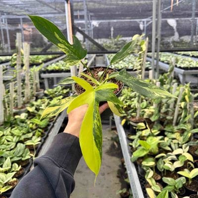 Philodendron Florida Beauty x Joepi Variegated