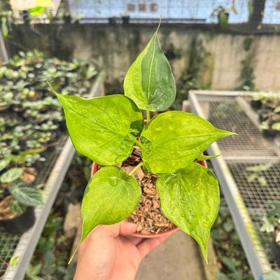 Alocasia Cucullata Aurea Variegated
