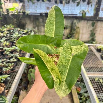 Philodendron Burlemarx Mint