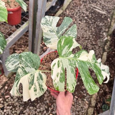 Monstera Albo White Tiger