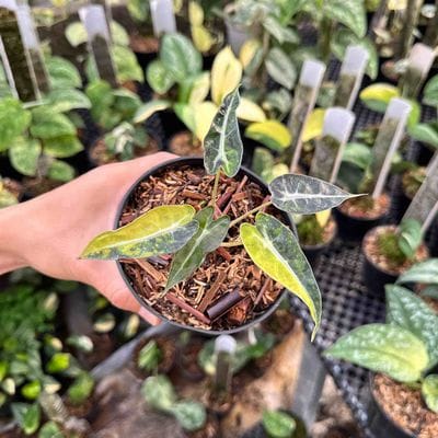 Alocasia Bambino Aurea Variegated