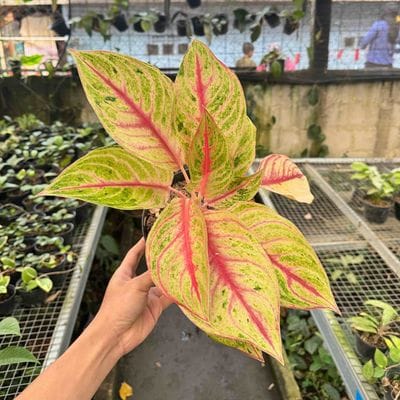 Aglaonema Legacy Red