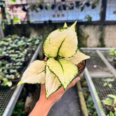 Aglaonema Super White