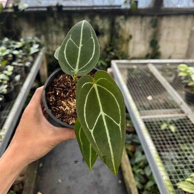 Anthurium Carlablackiae Indonesia Hybrid