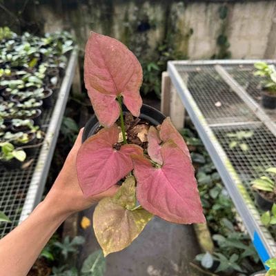 Syngonium Orm Nark Red