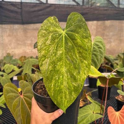 Anthurium Fort Sherman x Papillilaminum Legend Variegated