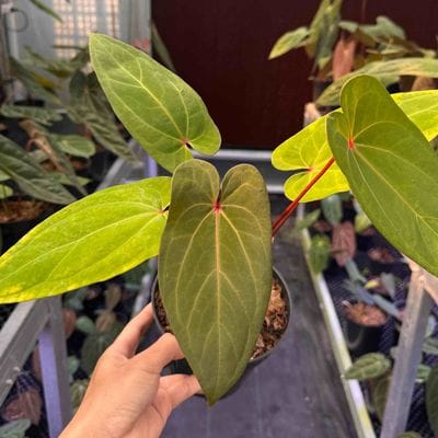Anthurium Red Spider x Red Sonya (Large)