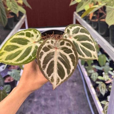 Anthurium Dorayaki x Red Crystallinum x Angel Dreams
