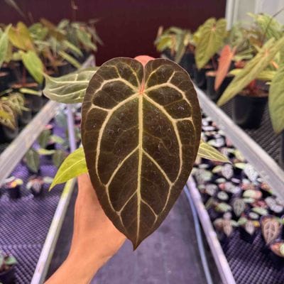 Anthurium Magic Purple x Dorayaki x Red Crystallinum x Michelle