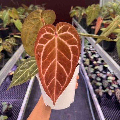 Anthurium Black Emerald x Michelle