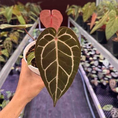 Anthurium Red NSE x Michelle