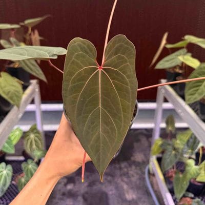 Anthurium Red Spider x Red Stem