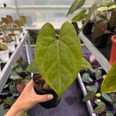 Anthurium Black Sweet x Red Sonya