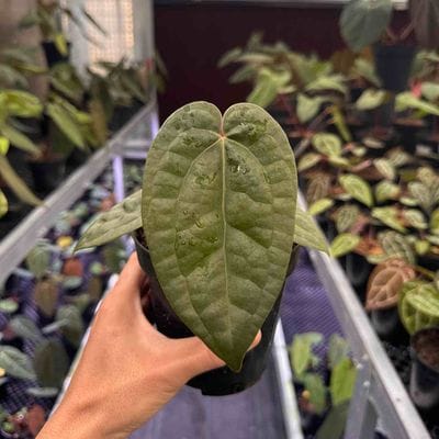 Anthurium Papillilaminum x Luxurians
