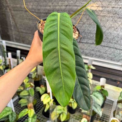 Philodendron Patriciae