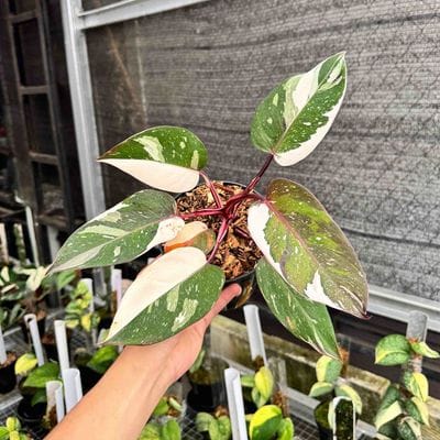 Philodendron Red Anderson