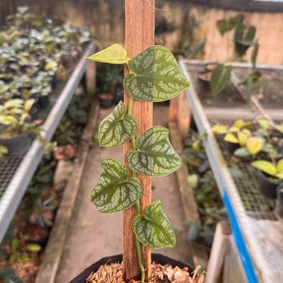 Monstera Dubia